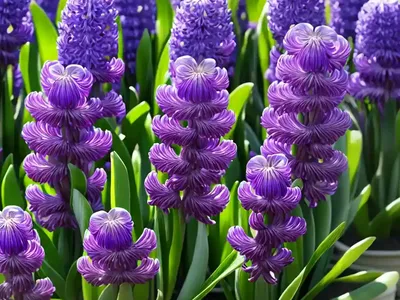 Hyacinth (Hyacinthus Orientalis)