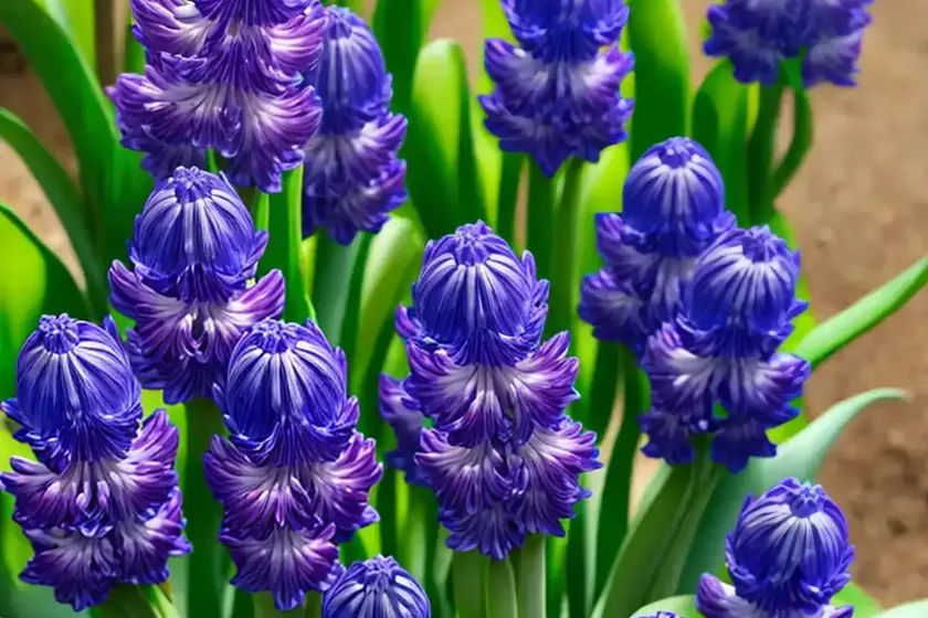 Hyacinthus orientalis ‘blue star’ (dutch hyacinth) — photo 3