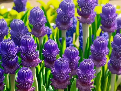 Hyacinthus Orientalis ‘Splendid Cornelia’ (Dutch Hyacinth)