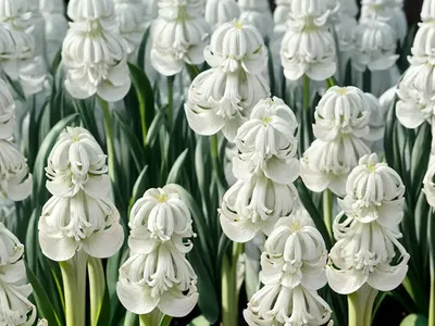 Hyacinthus Orientalis ‘Top White’ (Dutch Hyacinth)