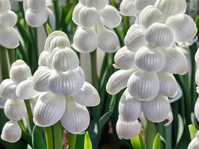 Hyacinthus Orientalis ‘White Pearl’ (Dutch Hyacinth)