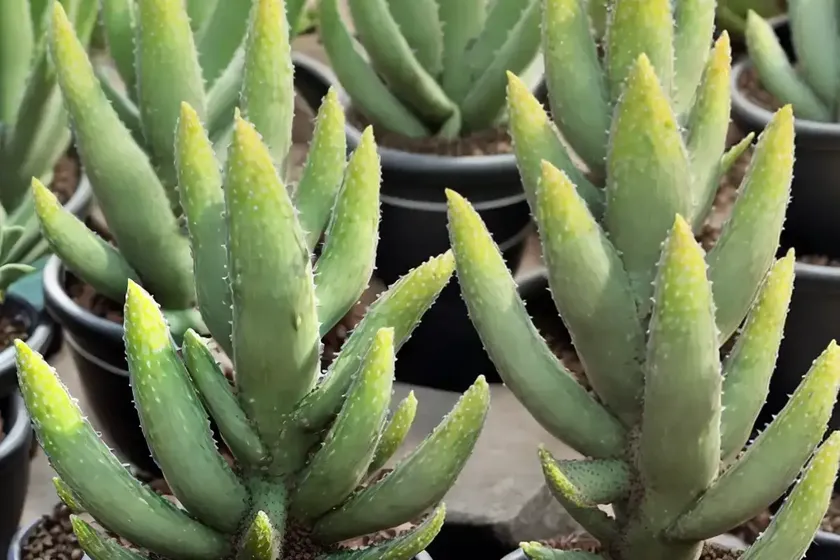 Hybrid Aloe ‘black Gem’ (Alworthia ‘black Gem’) — photo 2