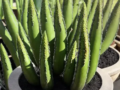 Hybrid Aloe ‘black Gem’ (Alworthia ‘black Gem’)