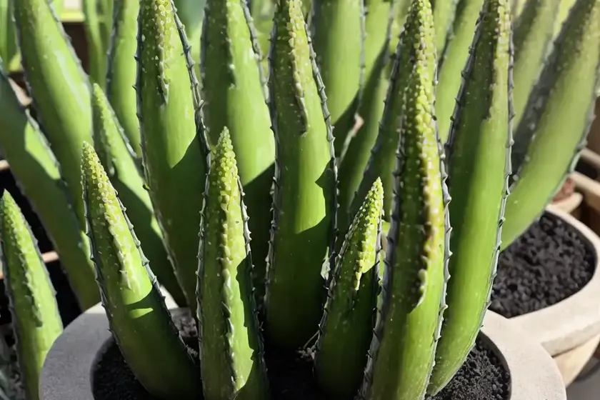 Hybrid Aloe ‘black Gem’ (Alworthia ‘black Gem’)