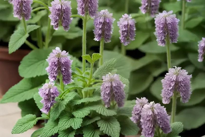 Hybrid deadnettle (lamium hybridum) — photo 2
