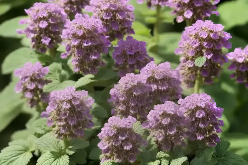 Hybrid deadnettle (lamium hybridum) — photo 3