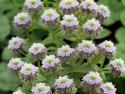 Hybrid Deadnettle (Lamium Hybridum)