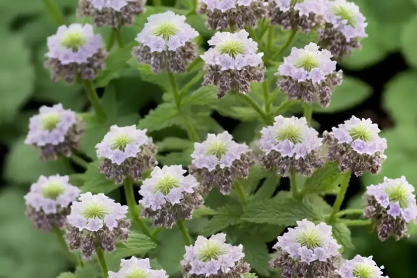 Hybrid deadnettle (lamium hybridum)