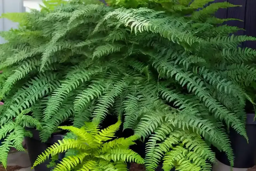 Hybrid Painted Fern (Athyrium ‘Ocean’s Fury’) — photo 2