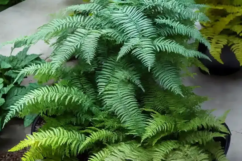 Hybrid Painted Fern (Athyrium ‘Ocean’s Fury’) — photo 3