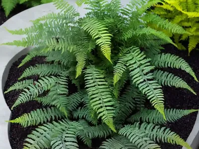 Hybrid Painted Fern (Athyrium ‘Ocean’s Fury’)