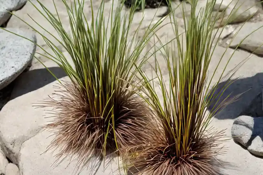 Hybrid toad rush (juncus hybridus) — photo 2