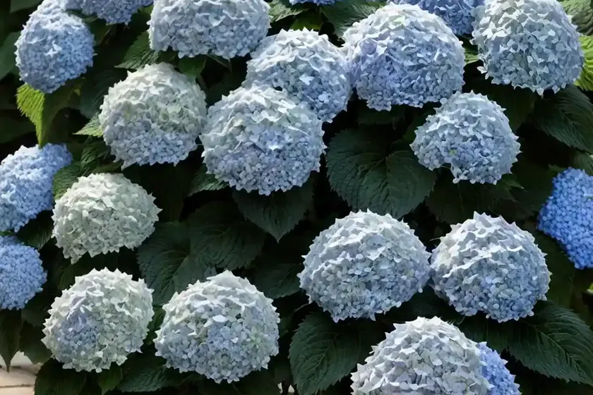 Hydrangea arborescens ‘annabelle’ (smooth hydrangea) — photo 2