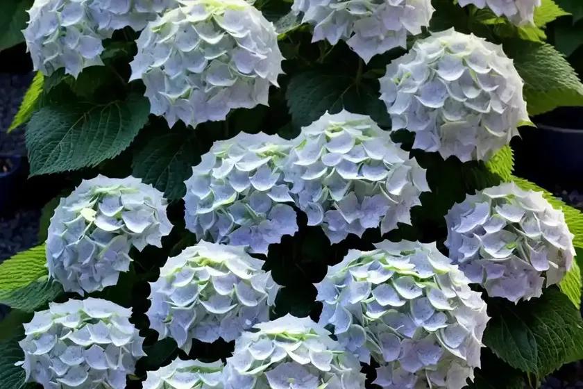 Hydrangea arborescens ‘annabelle’ (smooth hydrangea) — photo 3