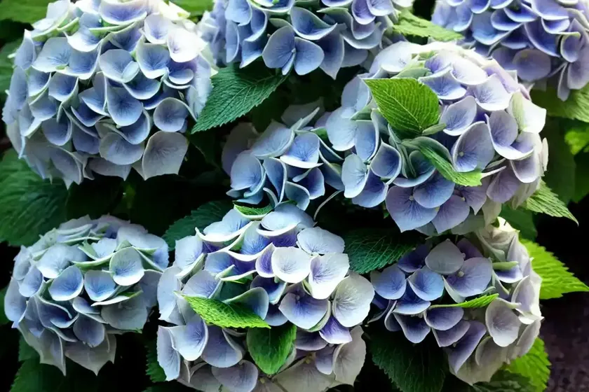 Hydrangea chinensis (hydrangea chinensis) — photo 2