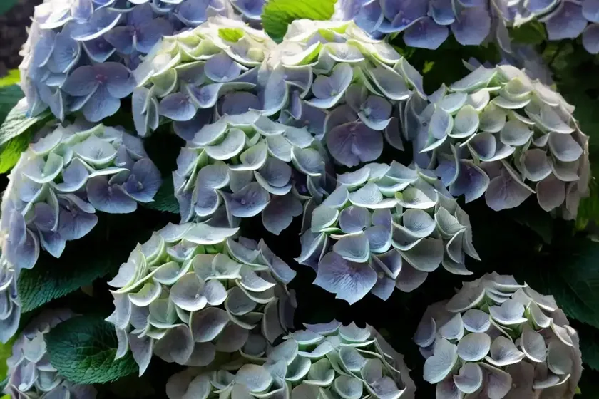 Hydrangea chinensis (hydrangea chinensis) — photo 3