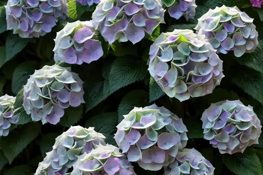 Hydrangea macrophylla ‘rotschwanz’) — photo 2