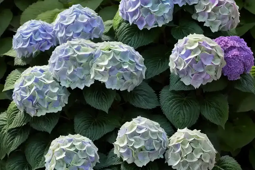 Hydrangea macrophylla ‘rotschwanz’) — photo 3