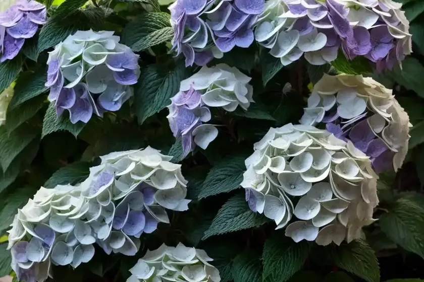 Hydrangea paniculata ‘little lamb’) — photo 2
