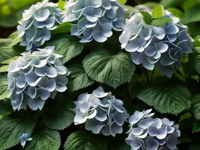 Hydrangea Paniculata Little Lime�)