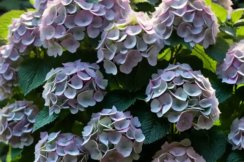 Hydrangea paniculata sundae fraise) — photo 2