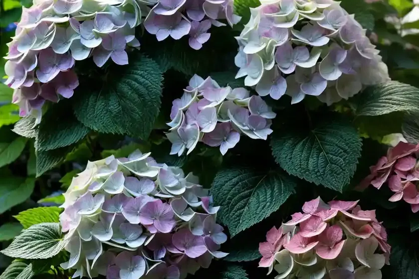 Hydrangea paniculata sundae fraise) — photo 3