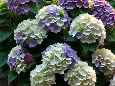 Hydrangea Paniculata Sundae Fraise)