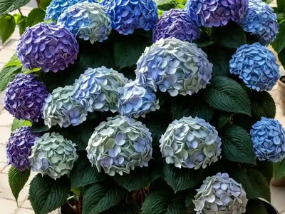 Hydrangea Paniculata Zinfin Doll�)
