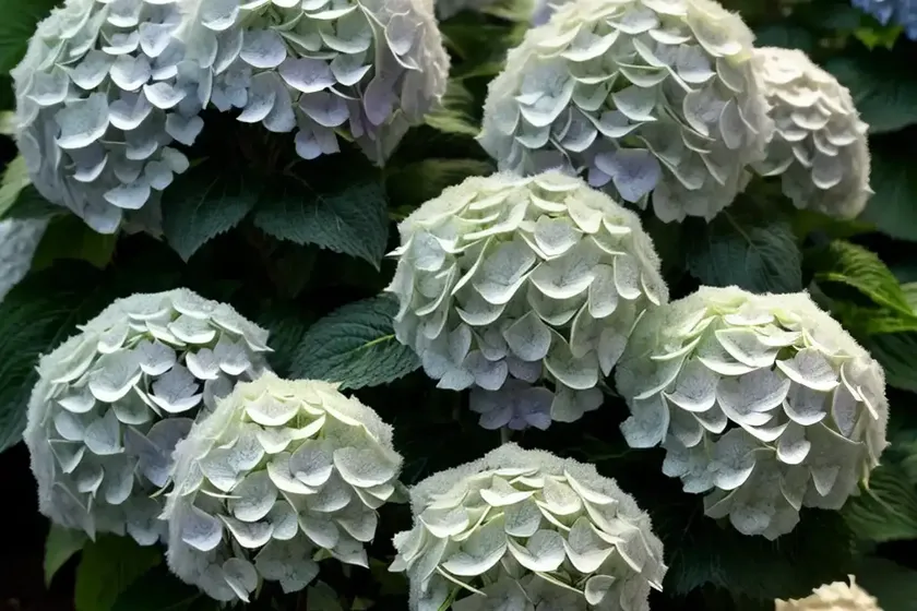 Hydrangea phantom (panicle hydrangea ‘phantom’) — photo 2