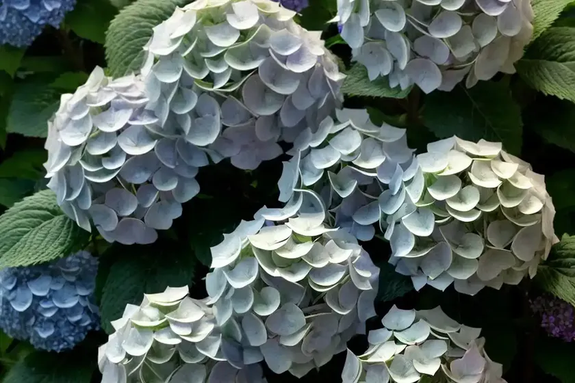 Hydrangea phantom (panicle hydrangea ‘phantom’) — photo 3