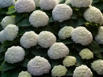 Hydrangea Phantom (Panicle Hydrangea ‘Phantom’)