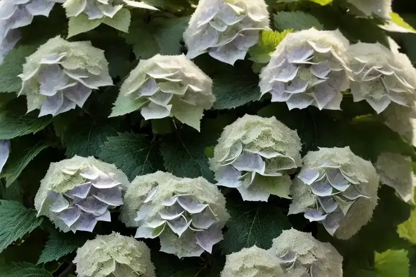 Hydrangea quercifolia little honey (oak leaf hydrangea) — photo 2