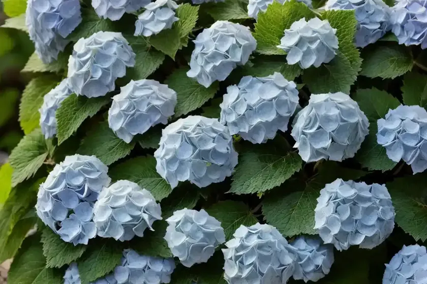 Hydrangea quercifolia little honey (oak leaf hydrangea) — photo 3