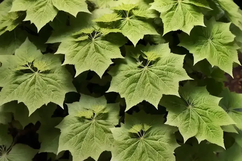 Hydrangea quercifolia ‘munchkin’ (oak leaf hydrangea) — photo 2