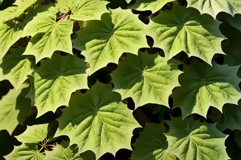 Hydrangea quercifolia ‘munchkin’ (oak leaf hydrangea) — photo 3