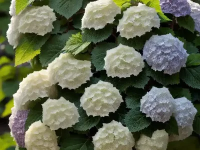 Hydrangea Quercifolia ‘Munchkin’ (Oak Leaf Hydrangea)