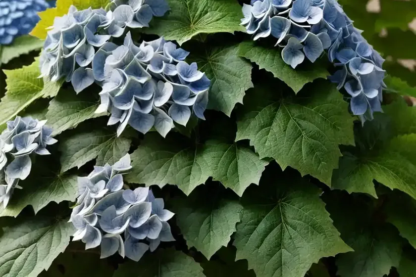 Hydrangea Quercifolia (Oak Leaf Hydrangea) — photo 2