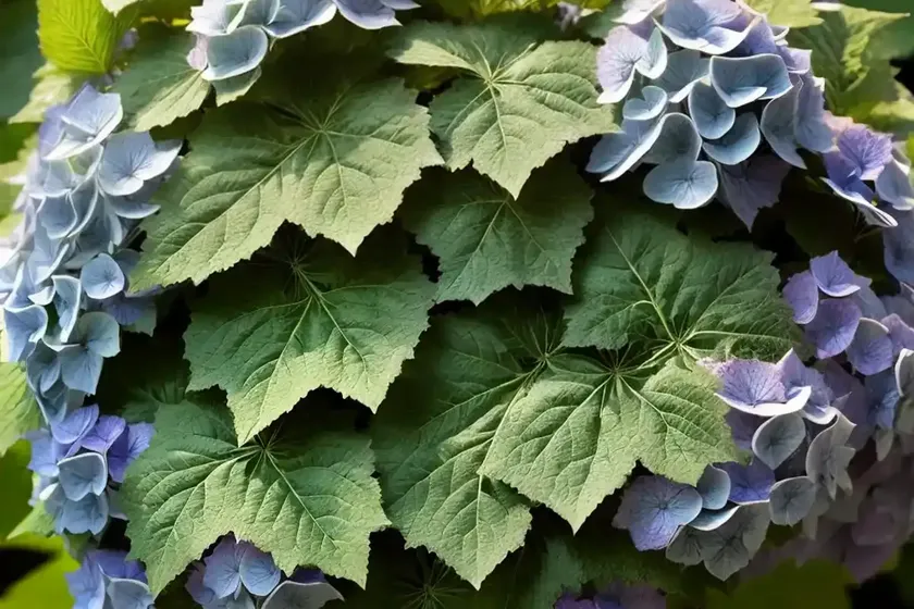 Hydrangea Quercifolia (Oak Leaf Hydrangea) — photo 3