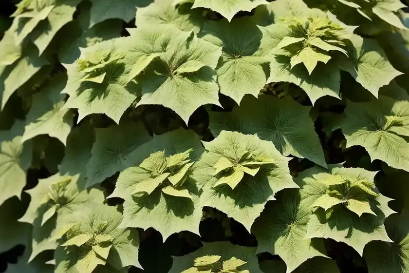Hydrangea quercifolia ‘pee wee’ (oak leaf hydrangea) — photo 2