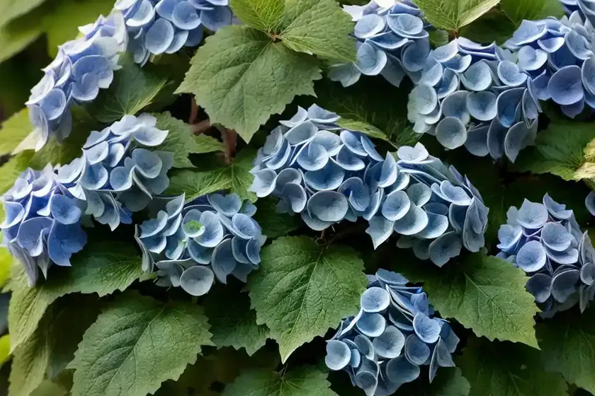 Hydrangea quercifolia ‘pee wee’ (oak leaf hydrangea) — photo 3