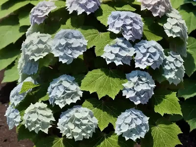 Hydrangea Quercifolia ‘Pee Wee’ (Oak Leaf Hydrangea)