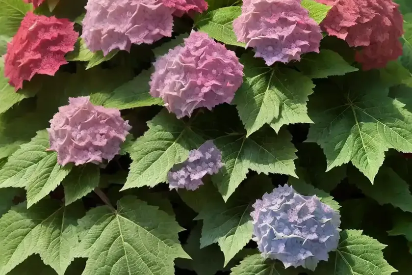 Hydrangea quercifolia ‘ruby slippers’ (oak leaf hydrangea) — photo 2