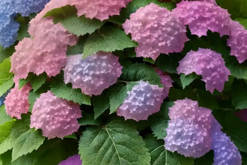 Hydrangea quercifolia ‘ruby slippers’ (oak leaf hydrangea) — photo 3