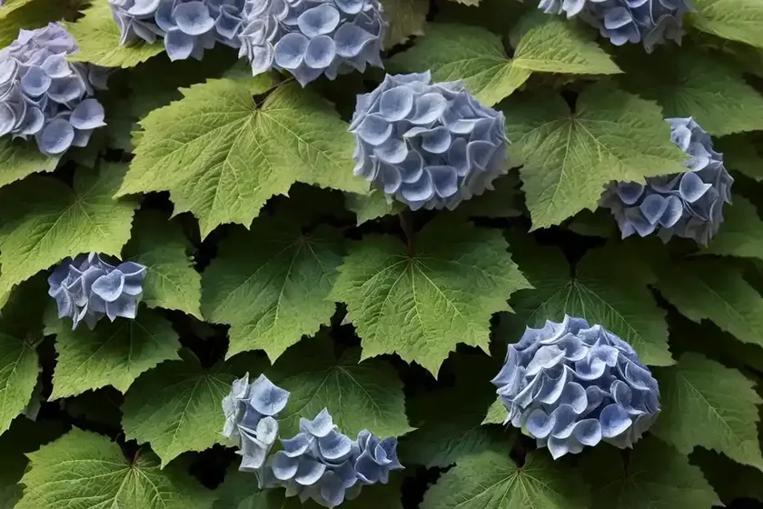 Hydrangea quercifolia ‘sike’s dwarf’ (oak leaf hydrangea) — photo 3