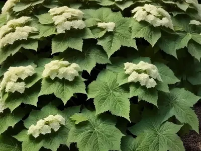 Hydrangea Quercifolia ‘Sike’s Dwarf’ (Oak Leaf Hydrangea)