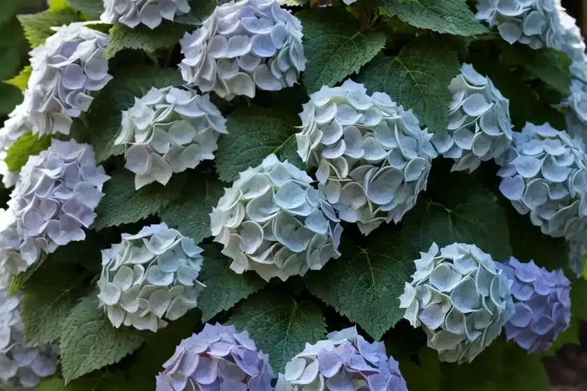 Hydrangea quercifolia ‘snow queen’ (oak leaf hydrangea) — photo 3