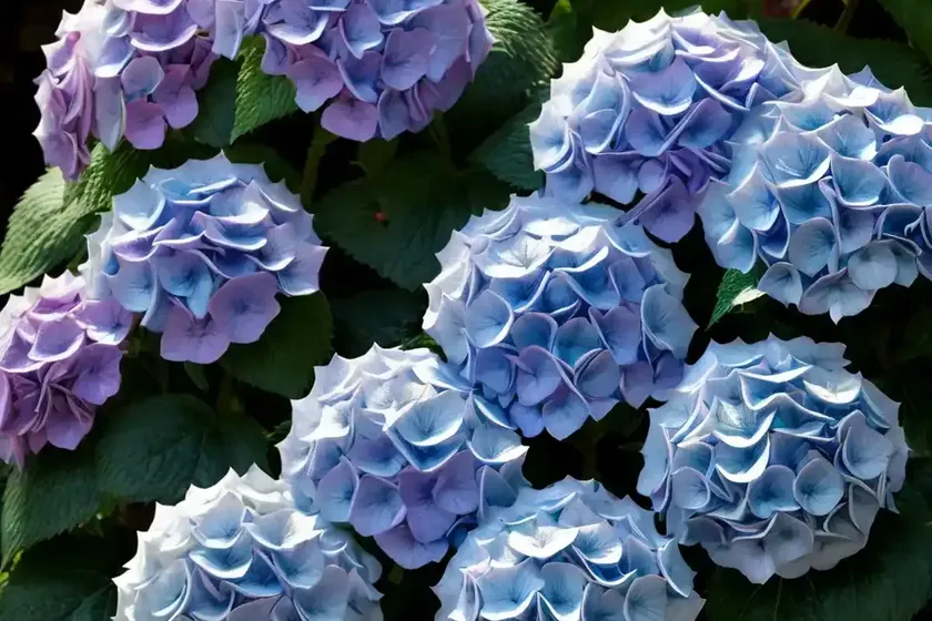 Hydrangea Tiffany Violet (Hydrangea Macrophylla ‘Tiffany Violet’) — photo 2