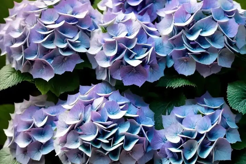 Hydrangea Tiffany Violet (Hydrangea Macrophylla ‘Tiffany Violet’) — photo 3