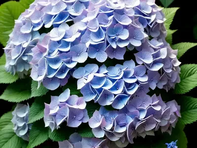Hydrangea Tiffany Violet (Hydrangea Macrophylla ‘Tiffany Violet’)