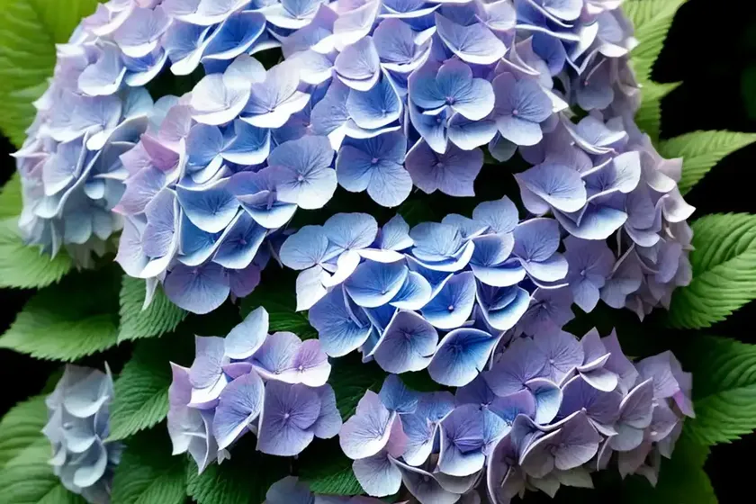 Hydrangea Tiffany Violet (Hydrangea Macrophylla ‘Tiffany Violet’)